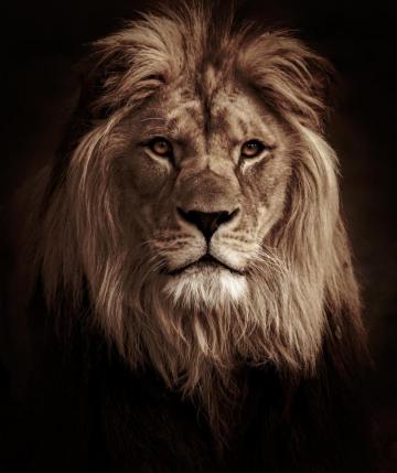 Lion Wallpaper HD Hq