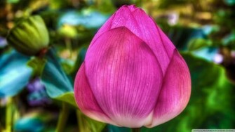 Lotus Flower Wallpaper Flowers Image