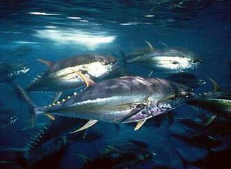 Bigeye Tuna
