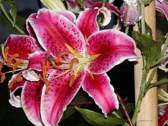 Stargazer Lily Wallpaper