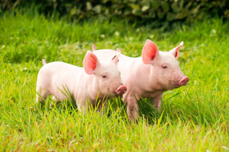 Top Wallpaper 4k Cute Pig Terkini