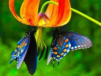 Colorful Butterfly HD Image Wallpaper