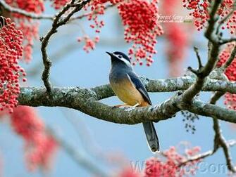 Forest Fairy Tale Lovable Birds In Spring Vol