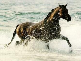 Japan Running Horses Wallpaper For Desktop Background
