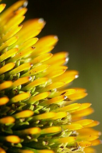 Yellow Flower Closeup iPhone 4s Wallpaper