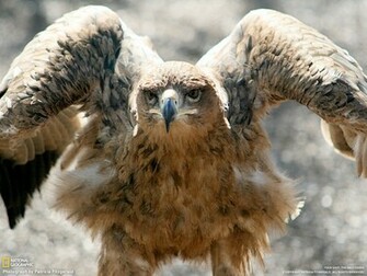 High Quality Attack Birds Of Prey Wallpaper