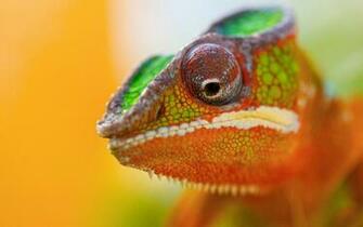 Lizard Wallpaper Desktop