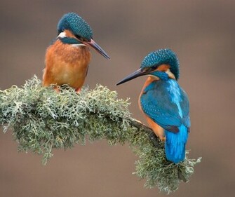 Kingfisher Computer Wallpaper Desktop Background Id