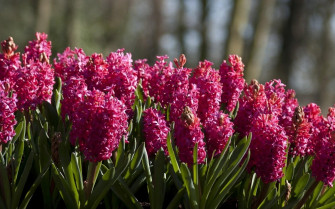 Hyacinth Wallpaper With Quality HD