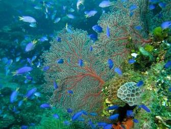 HD Wallpaper Marine Life X Resolution