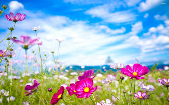 Flower Desktop Background Wallpaper