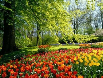 Funny Image Collection Beautiful Flower Garden Wallpaper