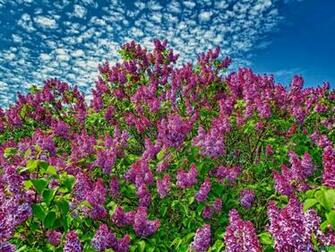 Lilac Spring In The Garden