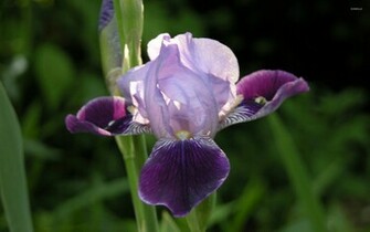 Iris Wallpaper Flower