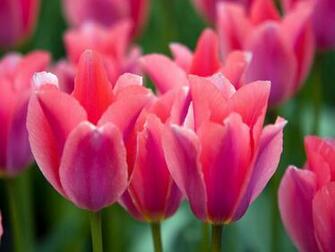 Pink Tulip Wallpaper Photo Bhstorm