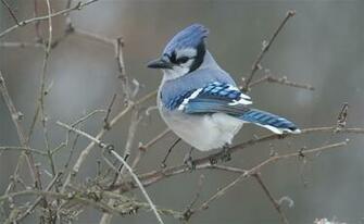 Birds Blue Jay HD Wallpaper General