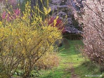 Wallpaper Nature Season Spring