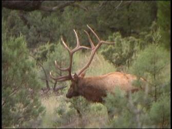 Bull Elk Wallpaper Bugling Monster