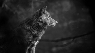 Wolf Wallpaper