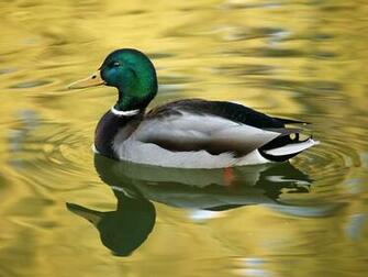 Duck On A Lake Desktop Pc And Mac Wallpaper