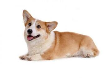 Pembroke Welsh Corgi Dogs And Puppies