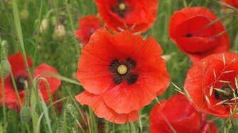 Red Poppy Wallpaper