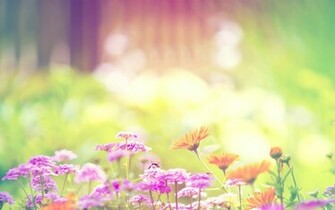 Flowers Background Wallpaper