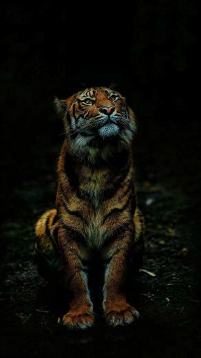 iPhone Wallpaper Tiger Bengal Felidae Wildlife