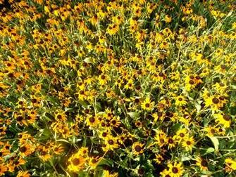 Ugly Yellow Flowers Nm By Laughingdisorder