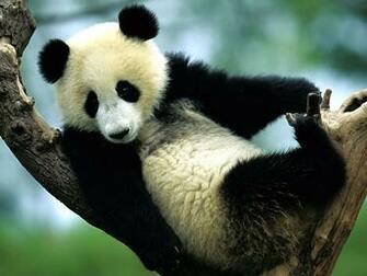 Panda Wallpaper Cute Bears Photos