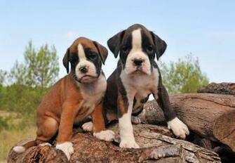 Puppy Wallpaper Slideshow