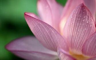 Cute Background Wallpaper Image Pink