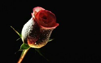 Black Rose HD Wallpaper Digitalhint Net