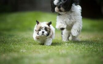 Wallpaper Shih Tzu Dog Puppy Catch Up