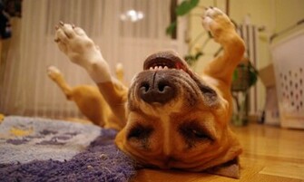 Dog Funny Wallpaper The Best