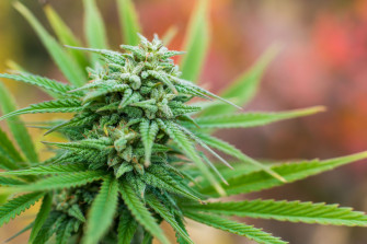 Marijuana Plant Wallpaper On