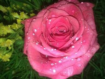 Beautiful Roses With Water Drops In The World