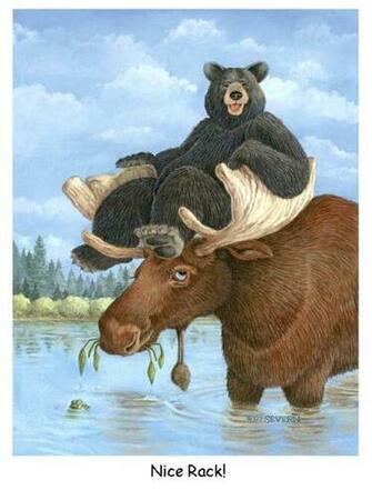 Moose And Bear Nice Rack
