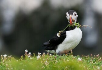 Beautiful Love Birds Wallpaper