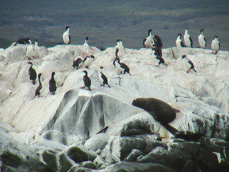 Imperial Shag Wallpaper