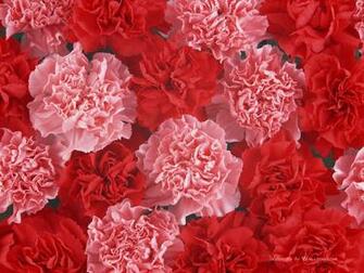 Flowers Amp Planets Carnation Flower Wallpaper