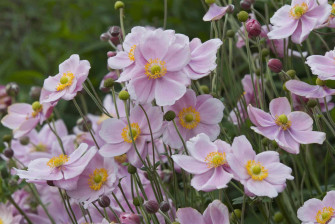 A Stunning Anemone Flower In All Its Beauty Wallpaper
