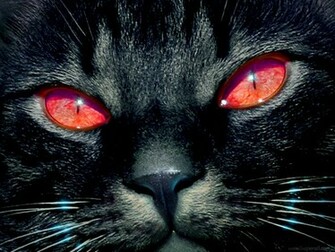 Eyes Wallpaper Blue Cat Yellow Green Red Cats