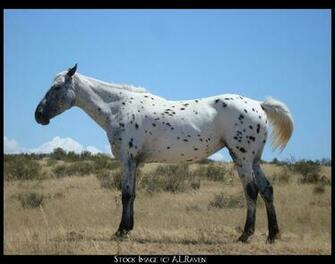 Wild Horses Appaloosa By Fiverstock