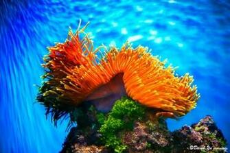 Wallpaper Colorful Coral Reef X Kb Jpeg HD