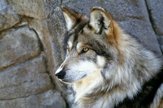 Gray Wolf Wallpaper Stones HD Desktop
