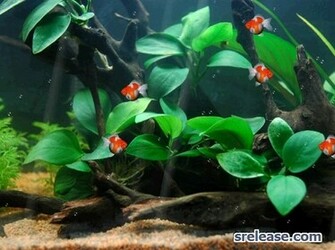 Gold Fish Animated Wallpaper Desktop Themes