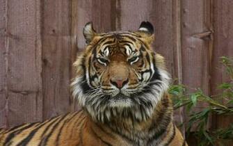 Tiger Angry Eyes Wallpaper