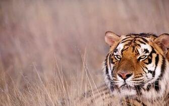Bengal Tiger Wallpaper