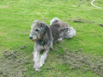 Irish Wolfhound Dog Wallpaper Pictures